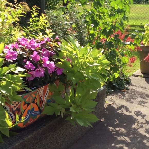 Meet your Posher, Sharon - Picture 4 of 6